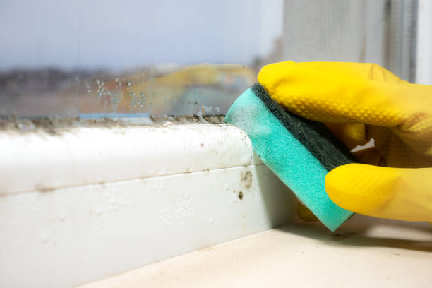 Best Attic Mold Removal  in Fairlawn, OH