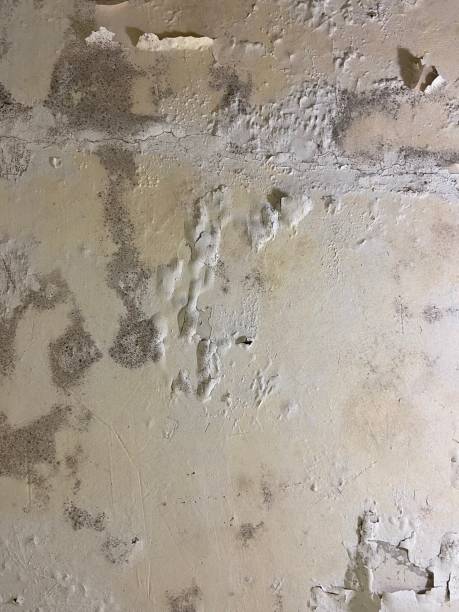 Mold Testing and Removal in Fairlawn, OH