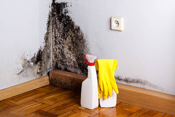 Attic Mold Removal in Fairlawn, OH