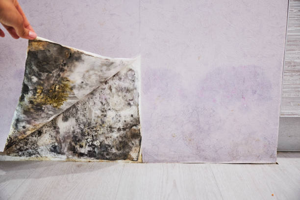 Best Mold Inspection  in Fairlawn, OH